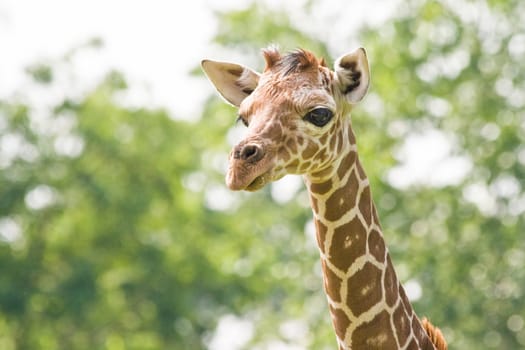 Baby giraffe looking around a bit curious