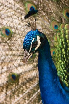 Portrait of blue peacock with spreaded tail in background 