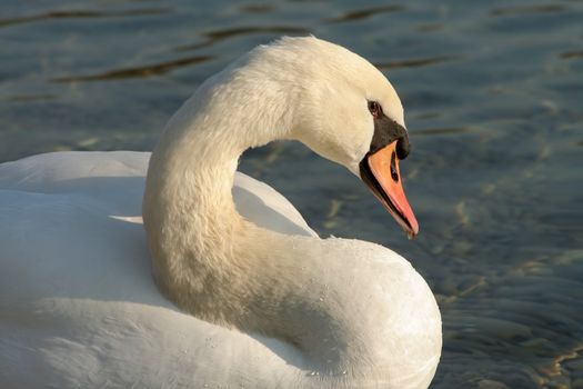 beautiful white swan on lake