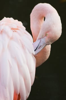 Pink flamingo making toilet on black background