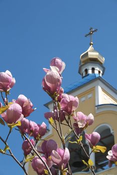 Magnolia flowers at Kiev's orthodox church 