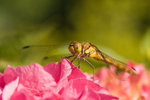 Dragonfly resting on pink hortensia in the early morning