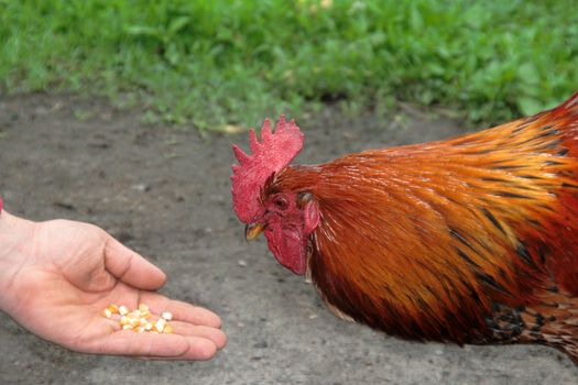 domesticated red rooster eating from hand