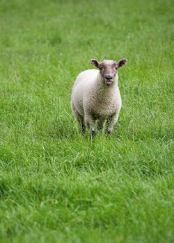 A single young sheep in a field, poking its tongue out.