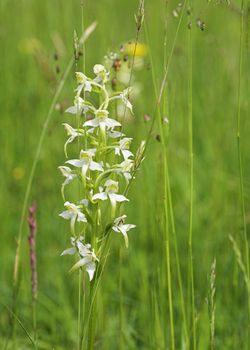 White Butterfly Orchid growing in a meadow.