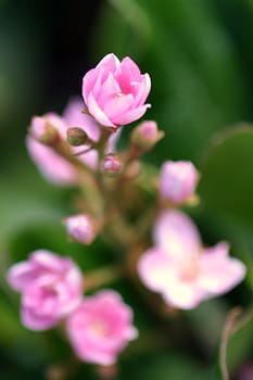 Little tiny pink flower on a natural green background.