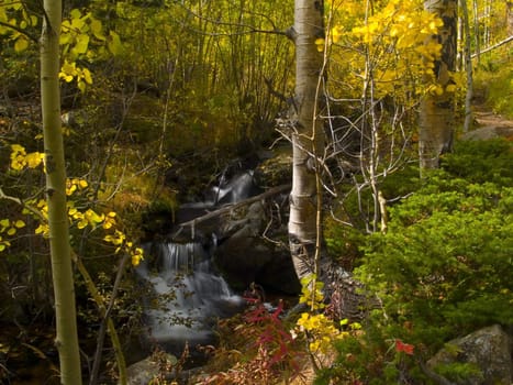 Autumn Colors broken by a cascading brook in Colorado's Rocky Mountains
