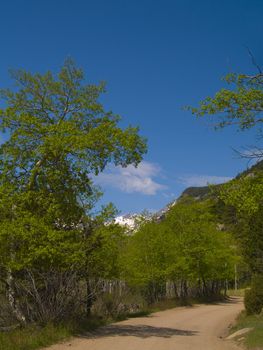 Spring aspen trees along a road framing a mountain in the Colorado rockies.