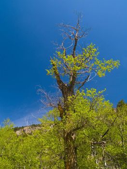 An old tree in a spring forest under a deep blue sky.