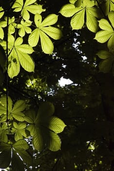 green leaves in forest. Background