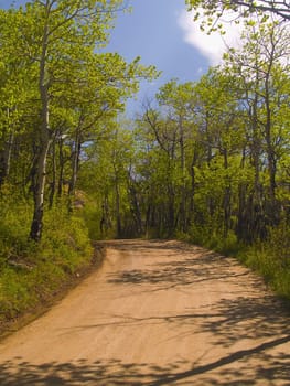 up a hill on an old forest road in Spring