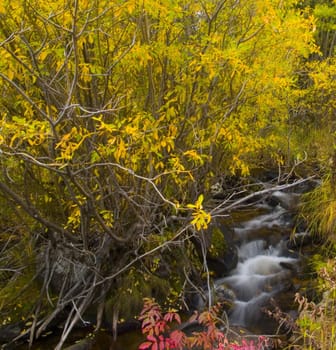 An autumn bush reaches out over a small brook in Colorado's Rocky Mo
