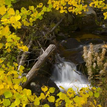 Autumn aspen leaves frame a small brook in Colorado's Rocky Mountains.
