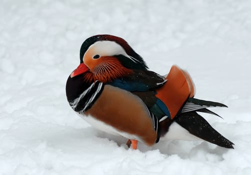 MAndarine duck on white snow background