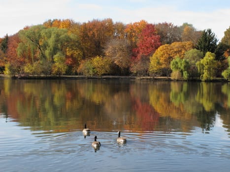 Waterfowl and colorful reflections on an autumn day.