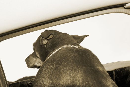 Dog riding in car with her head out the window (focus on dog's head)