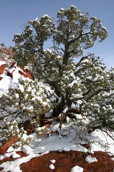 Ancient pinion tree (Pinus edulis) clings to life on red granite boulder while covered with new fallen snow