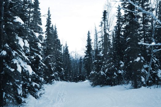 Ski trail along snowy forest path in the mountains