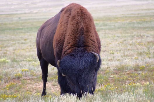 Bison bull grazing on the sparse, mostly white sage forage, of the high plains of the Front Range Rocky Mountains.