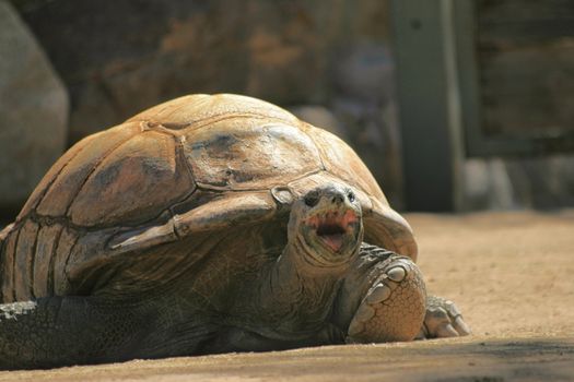 Yawning Galapagos tortoise is a representative of an endangered species.