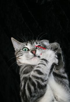 Silver Tabby Kitten (Felis sylvestris catus) with beautiful aquamarine eyes playing with red fabric mouse.