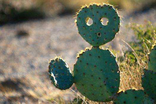 Prickly pear cactus which looks like an alien