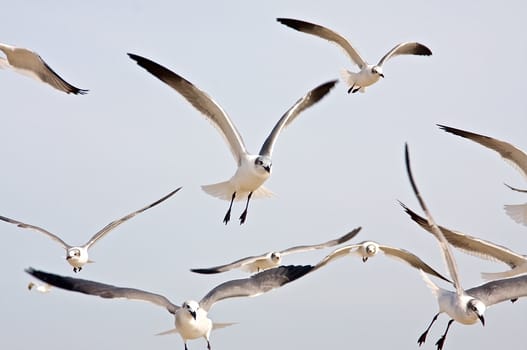 A flock of seagulls