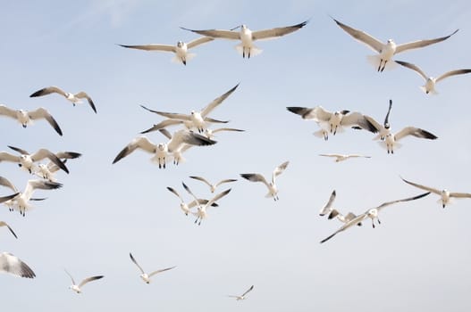 A flock of seagulls