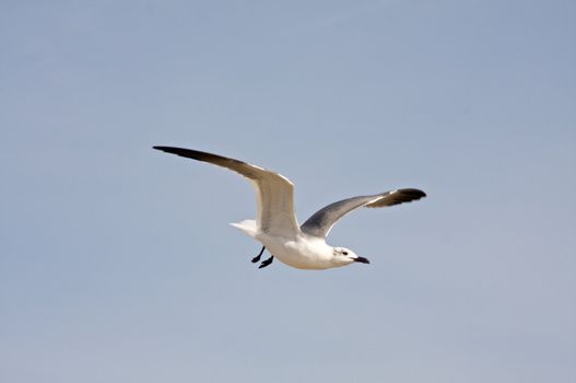 a single seagull in flight, over a blue sky