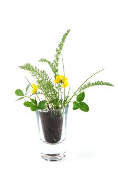 Plant and soil isolated on a white background.