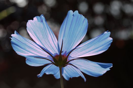 blue  cosmos flower in sunlight