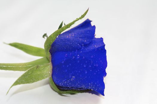 Waterdrops on a single blue rose, overwhite