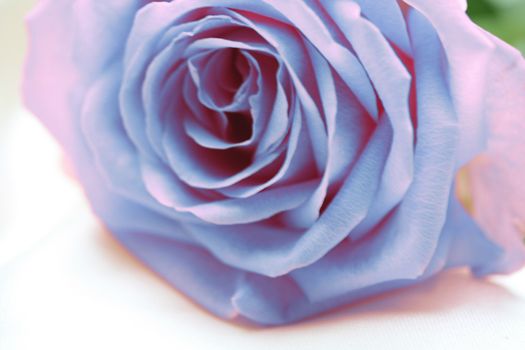 Light blue and pink rose in close up