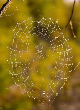 Web after a rain