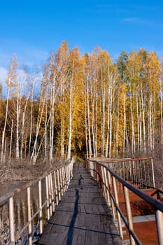 bridge and golen fall trees
