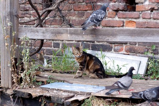 tabby cat sitting near wooden fence and tree doves
