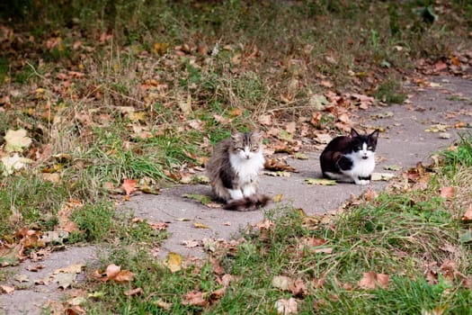 two cats in park road
