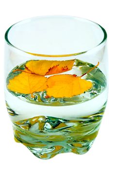 Yellow leaves of a birch float in a glass of water