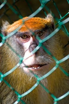 The monkey looks through a lattice of a cage in a zoo.
