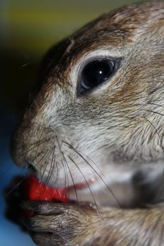 an adorable prairie dog snacks on a juicy piece of watermelon