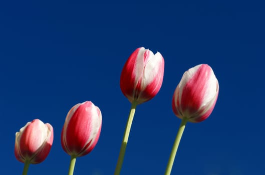 Image of pink and white tulips against deep blue sky