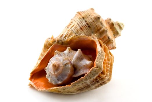 The small cockle-shell is inside the big cockle-shell

