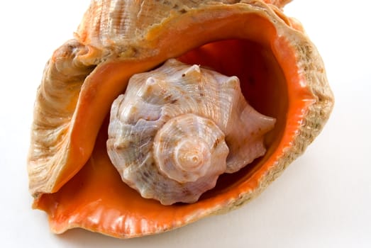 The small cockle-shell is inside the big cockle-shell