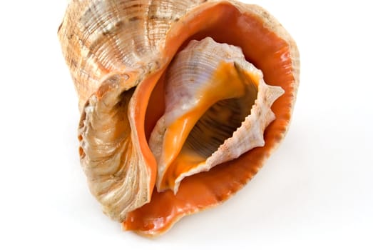 The small cockle-shell is inside the big cockle-shell