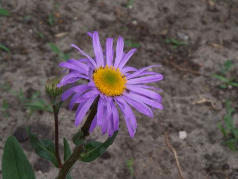 Close up of the purple colored camomile