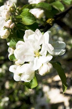 Apple blossom flower. Spring in Lithuania