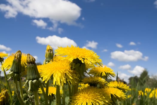 Flower dandelion on a background sky