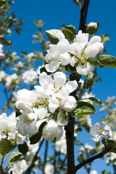 Branch apple-tree with beautiful flowers on blue sky background