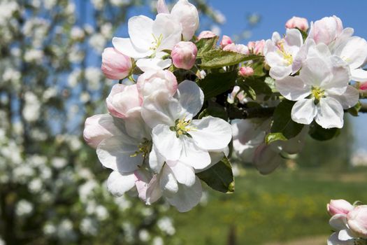 Branch apple-tree flowers. Macro shot