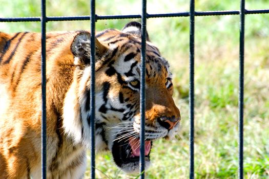 The head of a tiger photographed close up in a zoo